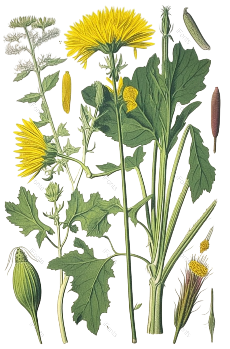 花卉图片,花草元素,植物PNG,免抠素材